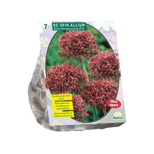Allium Atropurpureum per 7 - afbeelding 1