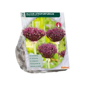 Allium Atropurpureum per 7 - afbeelding 2