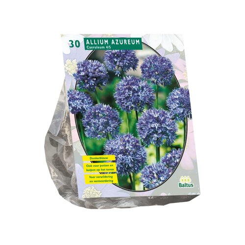 Allium Caeruleum Azureum per 30 - afbeelding 1