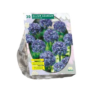 Allium Caeruleum Azureum per 30 - afbeelding 1