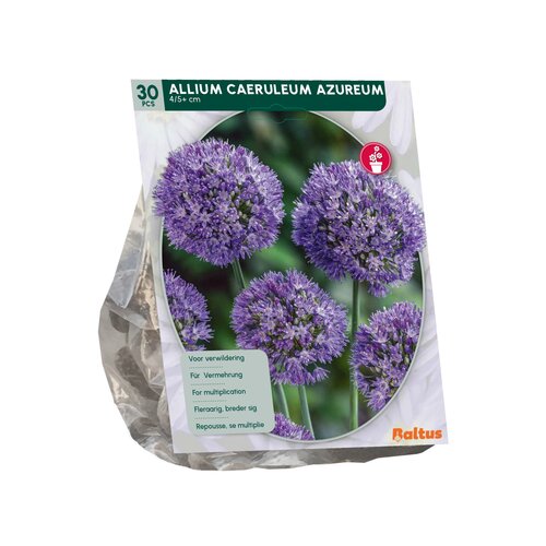 Allium Caeruleum Azureum per 30 - afbeelding 2