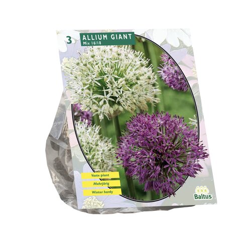 Allium Giant Mix per 3 - afbeelding 1