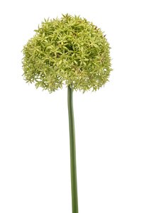Allium giant spray green 90cm