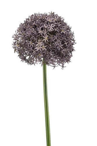 Allium giant spray lt purple 90cm