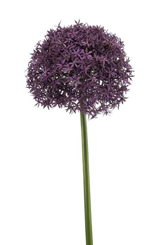 Allium giant spray purple 90cm