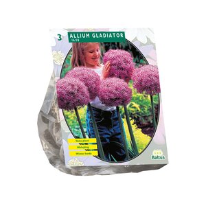 Allium Gladiator His Excellence per 3 - afbeelding 1