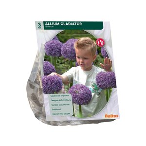 Allium Gladiator His Excellence per 3 - afbeelding 2