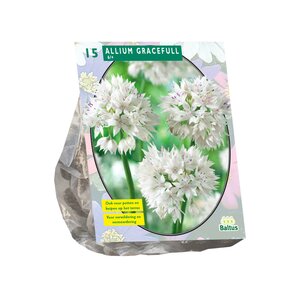 Allium Gracefull per 15 - afbeelding 1