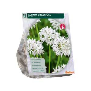Allium Gracefull per 15 - afbeelding 2