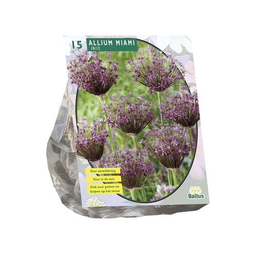 Allium Miami per 15 - afbeelding 1