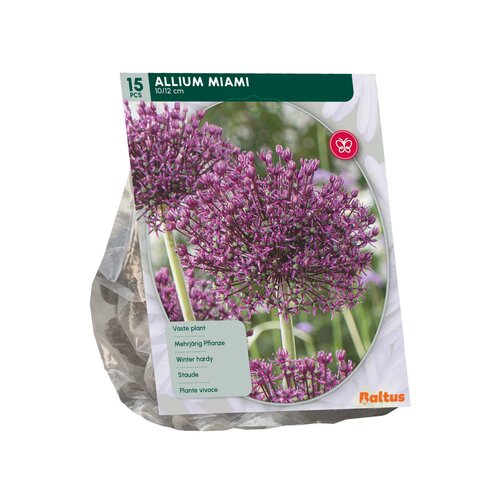 Allium Miami per 15 - afbeelding 2