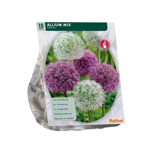 Allium Mix Paars-Wit per 15 - afbeelding 2