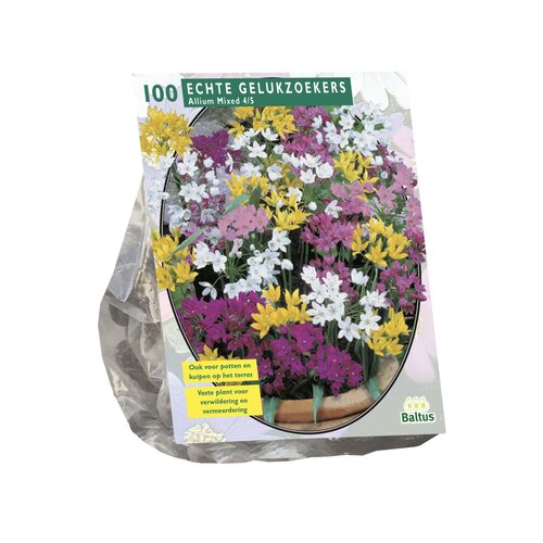 Allium Mix per 100 - afbeelding 1