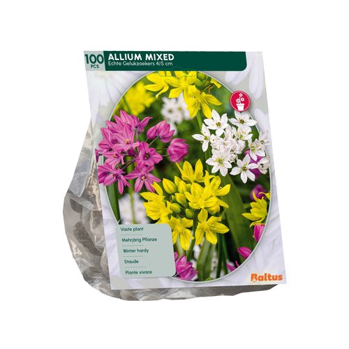 Allium Mix per 100 - afbeelding 2