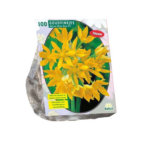 Allium Moly per 100 - afbeelding 1