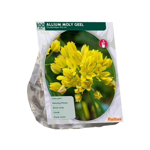 Allium Moly per 100 - afbeelding 2