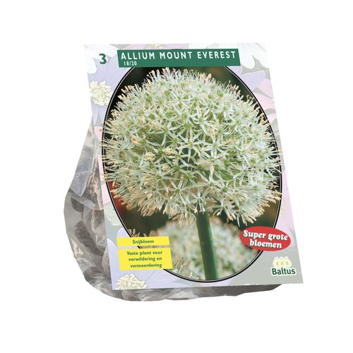 Allium Mount Everest per 3 - afbeelding 1