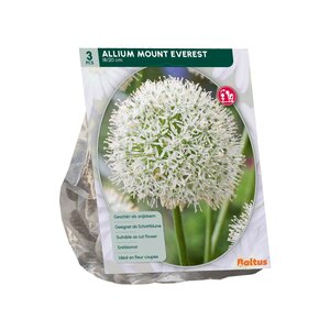 Allium Mount Everest per 3 - afbeelding 2