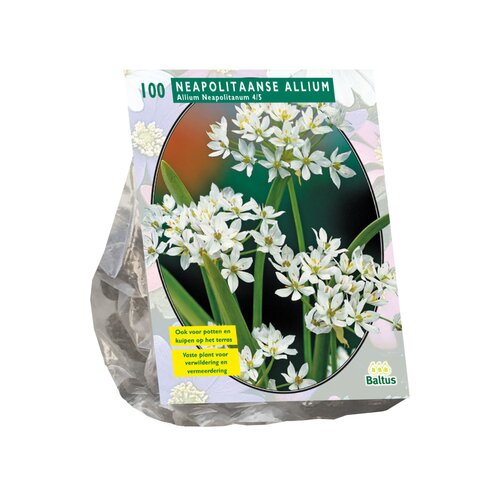 Allium Neapolitanum per 100 - afbeelding 1