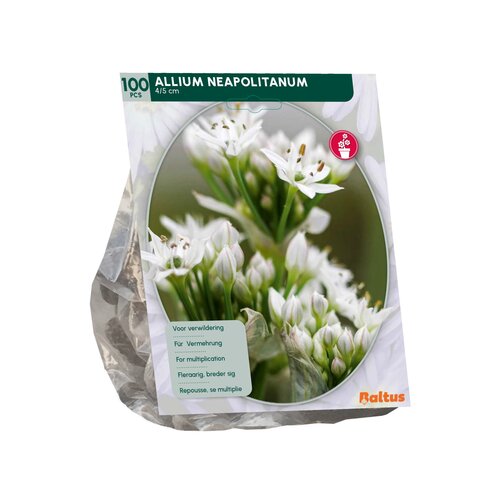 Allium Neapolitanum per 100 - afbeelding 2