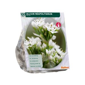 Allium Neapolitanum per 100 - afbeelding 2