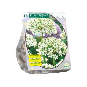 Allium Nigrum Multibulbosum per 15 - afbeelding 1