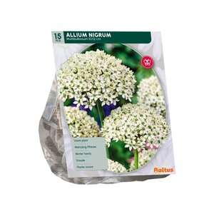 Allium Nigrum Multibulbosum per 15 - afbeelding 2