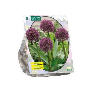 Allium Ostara per 5 - afbeelding 1