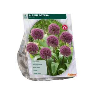 Allium Ostara per 5 - afbeelding 2