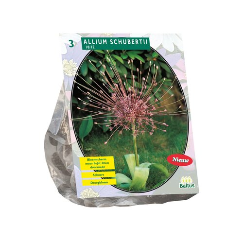 Allium Schuberti per 3 - afbeelding 1