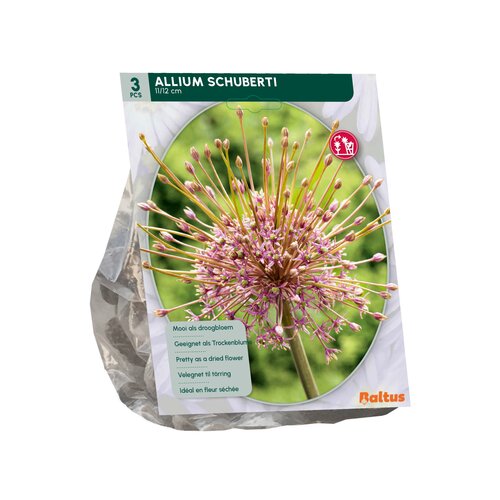 Allium Schuberti per 3 - afbeelding 2
