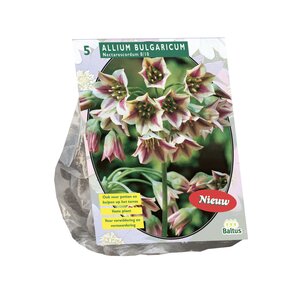 Allium Siculum Bulgaricum per 5 - afbeelding 1