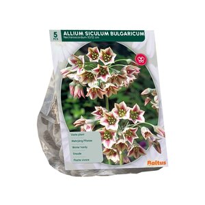 Allium Siculum Bulgaricum per 5 - afbeelding 2