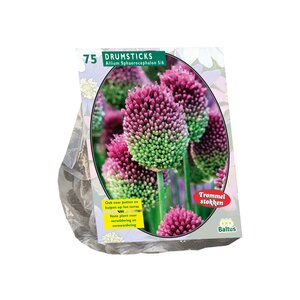 Allium Sphaerocephalon per 75 - afbeelding 1