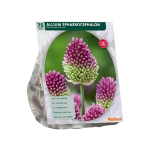 Allium Sphaerocephalon per 75 - afbeelding 2