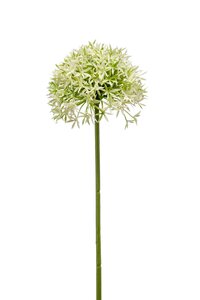 Allium spray 62cm cream/green
