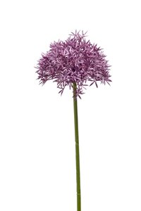 Allium spray 62cm purple