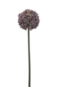 Allium spray lt purple 74cm