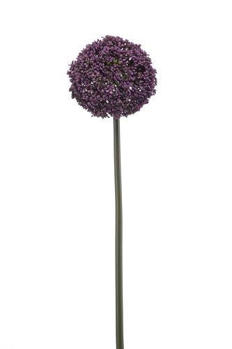 Allium spray purple 74cm