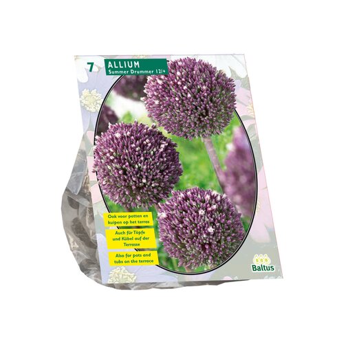 Allium Summer Drummer per 7 - afbeelding 1
