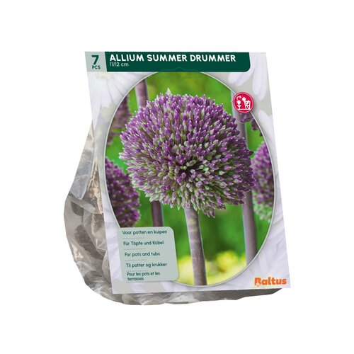 Allium Summer Drummer per 7 - afbeelding 2