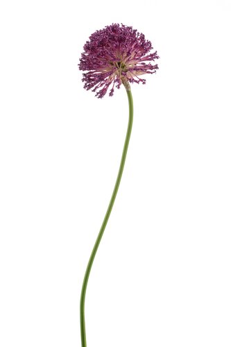 Allium Tak Zijde - 72cm Paars