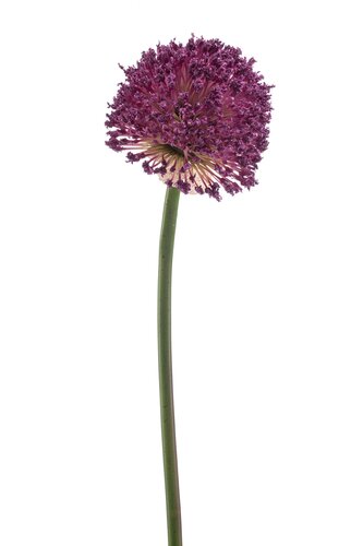 Allium Tak Zijde - 85cm Paars