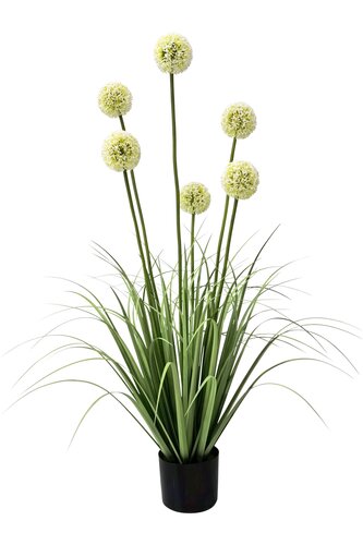 Allium Zijde - H110cm Wit
