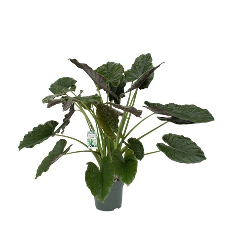 Alocasia Wentii, in 30cm-pot