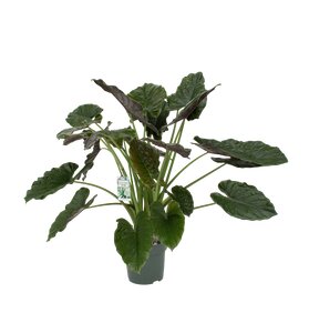 Alocasia Wentii, in 30cm-pot