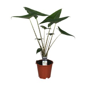 Alocasia Zebrina, in 19cm-pot - afbeelding 1