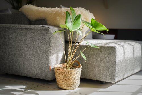 Alocasia Zebrina, in 19cm-pot - afbeelding 2