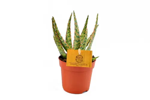 Aloe Jurassic Chameleon, in 10.5cm-pot