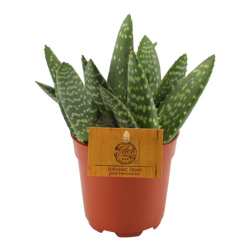 Aloe Paradisicum Jurassic Dino, in 10.5cm-pot